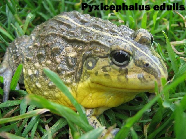 007 -  Pyxicephalus edulis.JPG